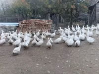 अमेरिकन पेकिन — फ़ोटो 5