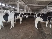 गाय, गोलस्टीन नस्ल — फ़ोटो 4