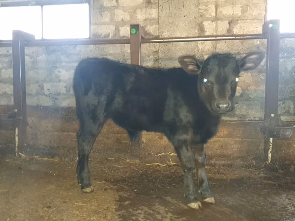 公牛, Cattle