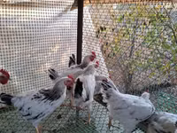 Chickens — photo 2
