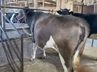 Kuh, Holstein-Rasse — Foto 3