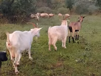 Mbuzi jike, Mbuzi — picha 2