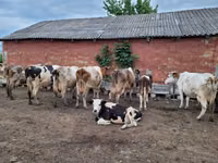 Bulle, Russian Black pied cattle — Foto 4