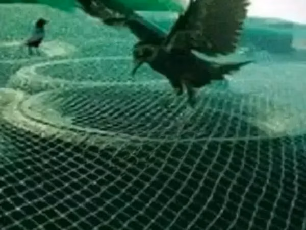 Predator Nets on Sale