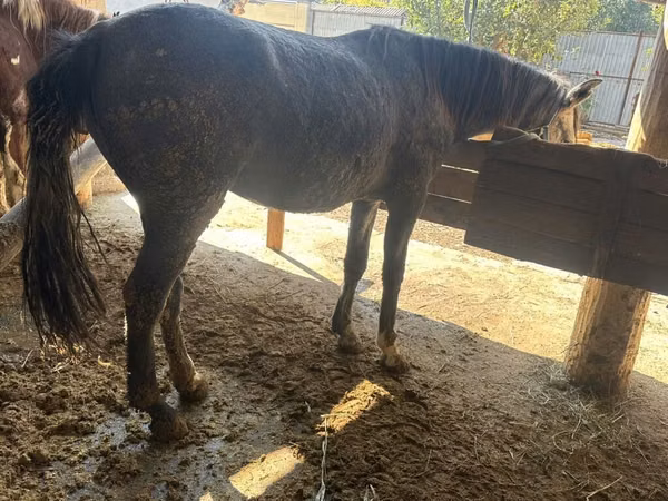 Mare, Horses