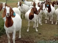 Mbuzi (kikundi, jinsia haijatajwa), Boer goat — picha 5