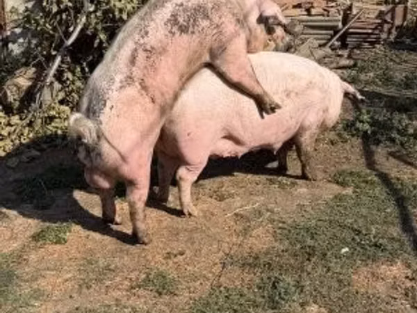 Sow, 