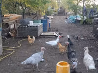 Turkeys — 照片 3