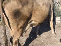 Vaca, Raza Alatau — foto 8