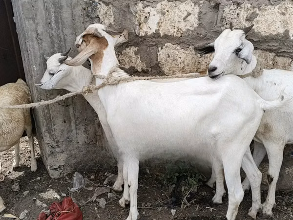 Mbuzi jike, Mbuzi