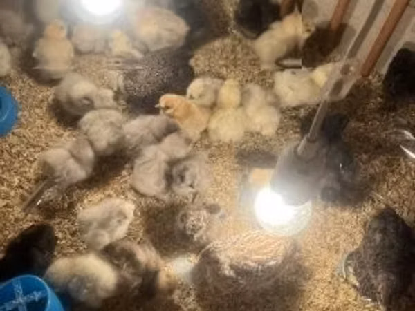 Seidenhuhn