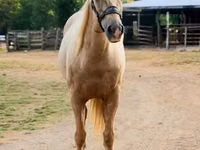 Horse (M), Quarter Horse — photo 7