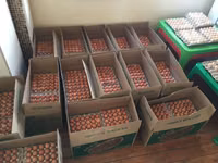 Premium farm fresh table chicken eggs for sale in bulk quantities at cheap price. — фото 1