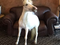 Stute, Miniature horse — Foto 3