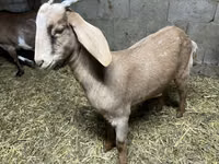 बकरी, Kamori goats — फ़ोटो 3