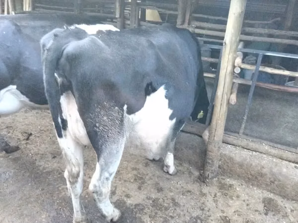 Ng'ombe jike, Banda la Holstein