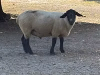 كبش, White Suffolk sheep — الصورة 2