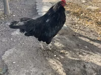 Ameraucana — photo 1