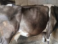 Cow, Holstein breed — photo 1