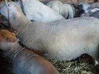 Widder, Romanov sheep — Foto 1