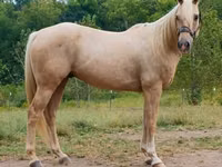 Horse (M), Quarter Horse — photo 2