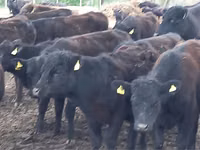 Toro, Aberdeen-Angus — foto 4