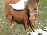 فرس, Miniature horse — الصورة 8