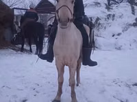 Caballo, Yakutian horse — foto 1