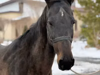 Mare, Akhal-Teke — photo 5