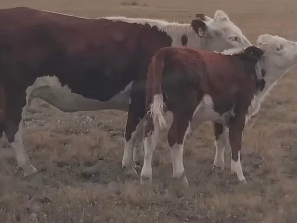 Vaca, Vaca kazaja de cabeza blanca