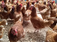 Chickens — 照片 2