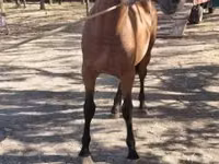 Caballo, Caballos — foto 2