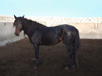 Hengst, Kushum Horse — Foto 2