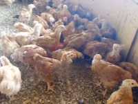 Chickens — फ़ोटो 3