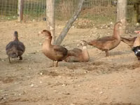Ducks — picha 6