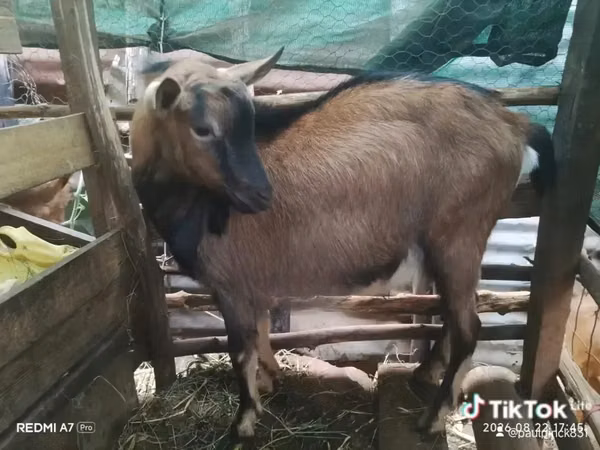 Mbuzi dume, Alpine goat