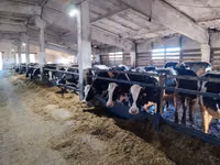 Bull, Cattle — photo 4