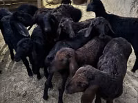 Mbuzi (kikundi, jinsia haijatajwa), Mbuzi — picha 1
