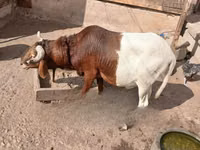 Carnero, South meat sheep — foto 1