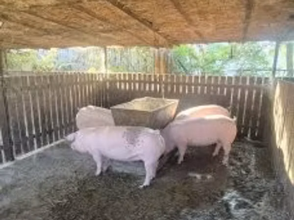 Säue, Schweine