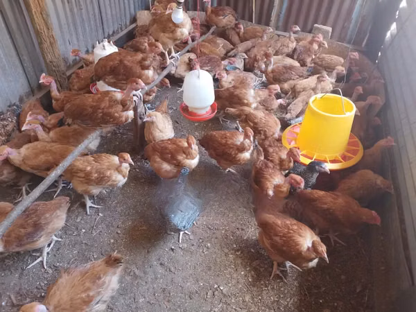 Shamo chickens — Kenya