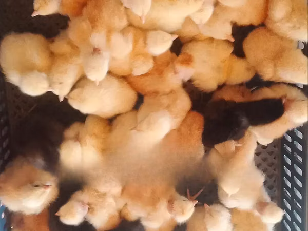 Chickens