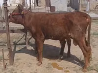Toro, Ganado vacuno — foto 2