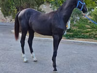 Farasi dume, Akhal-Teke — picha 7