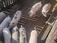 सूअर (लॉट, लिंग निर्दिष्ट नहीं), सूअर — फ़ोटो 2