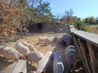 Boar — photo 4