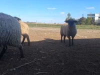 Widder, White Suffolk sheep — Foto 2