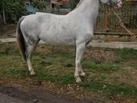 母马, Hungarian horse breed — 照片 1