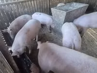 Säue, Schweine — Foto 3