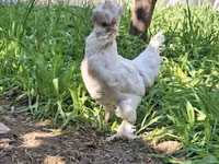 Chickens — Foto 4